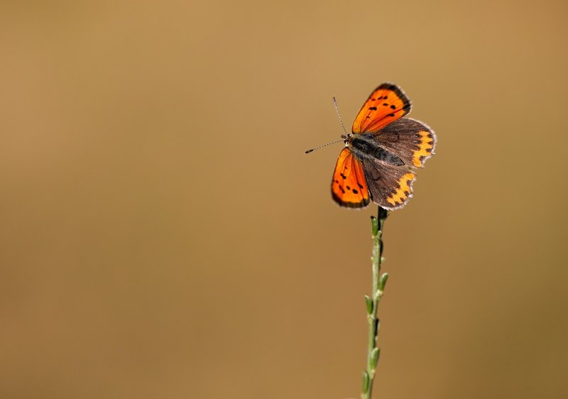Kleine Vuurvlinder / Small Copper