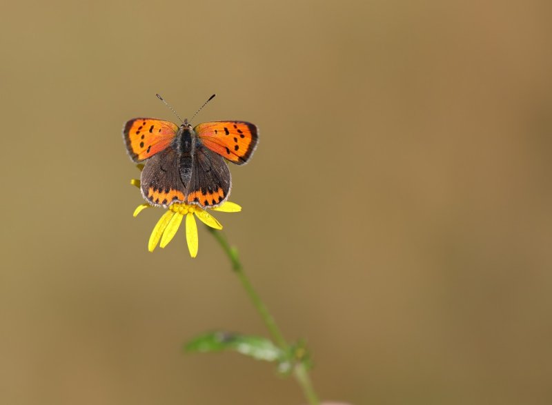 Kleine Vuurvlinder / Small Copper