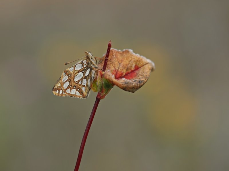 Kleine Parelmoervlinder / Queen of Spain Fritillary