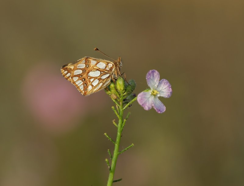 Kleine Parelmoervlinder / Queen of Spain Fritillary