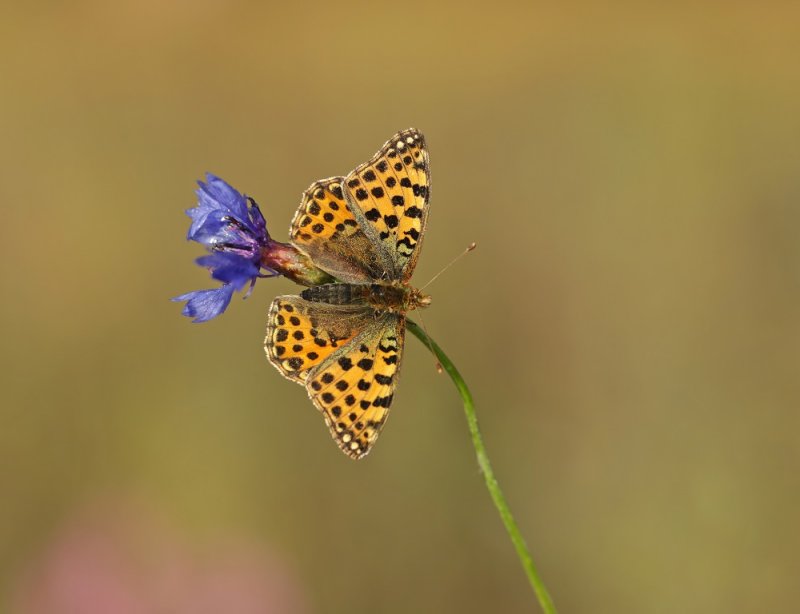 Kleine Parelmoervlinder / Queen of Spain Fritillary