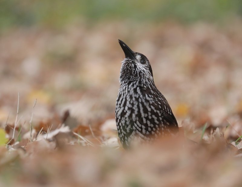 Notenkraker / Spotted Nutcracker