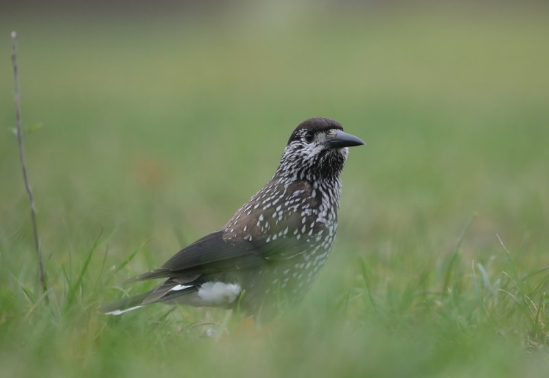 Notenkraker / Spotted Nutcracker