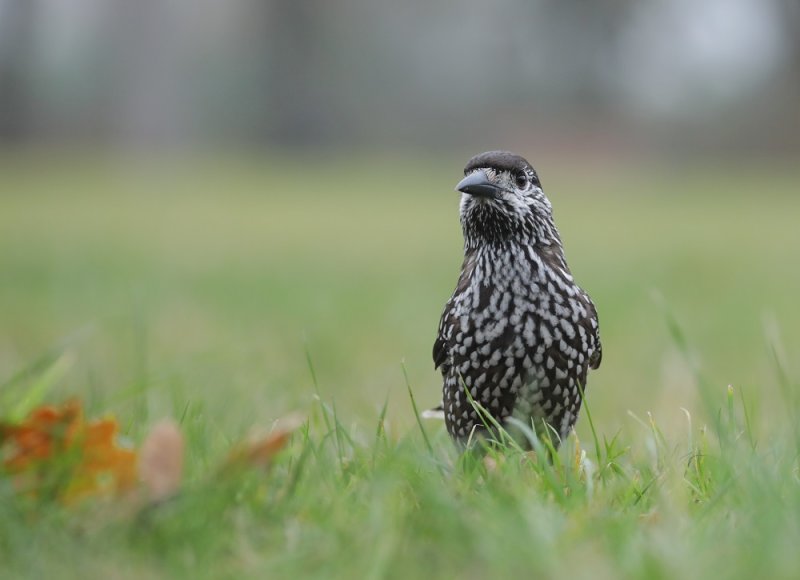 Notenkraker / Spotted Nutcracker