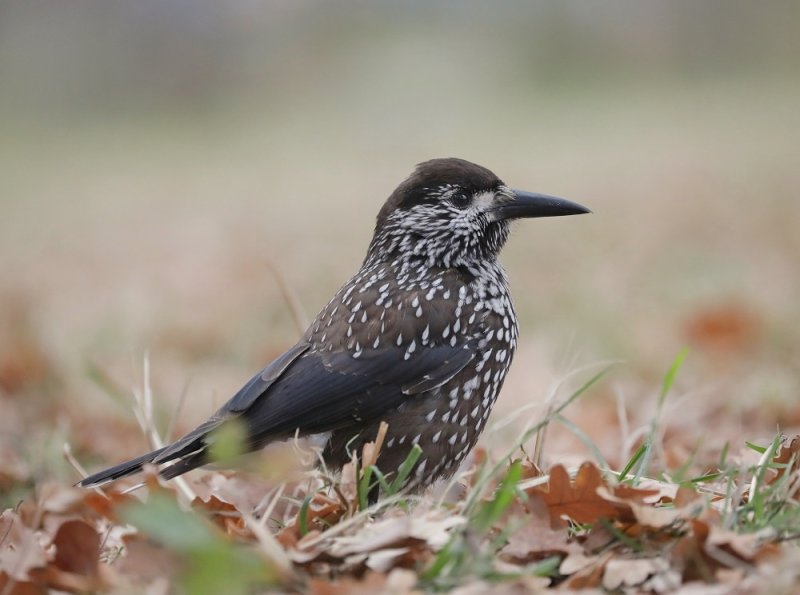 Notenkraker / Spotted Nutcracker