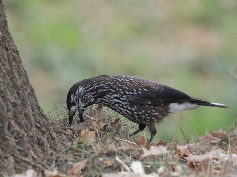 Notenkraker / Spotted Nutcracker