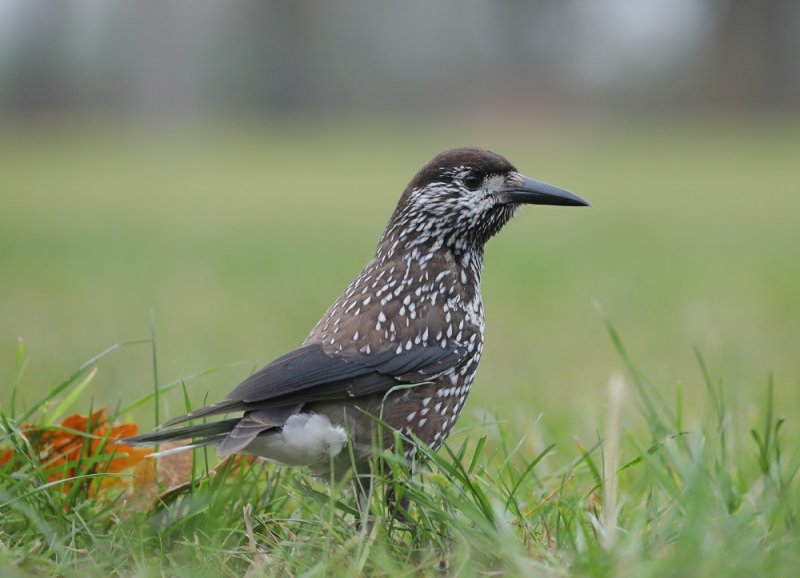Notenkraker / Spotted Nutcracker