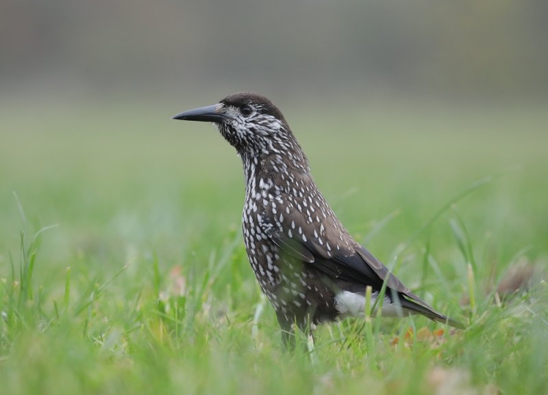 Notenkraker / Spotted Nutcracker