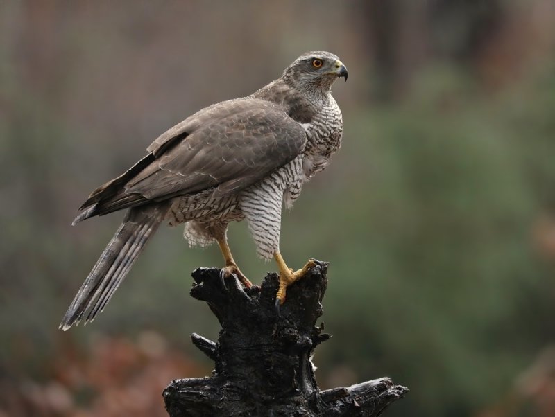 Havik / Northern Goshawk