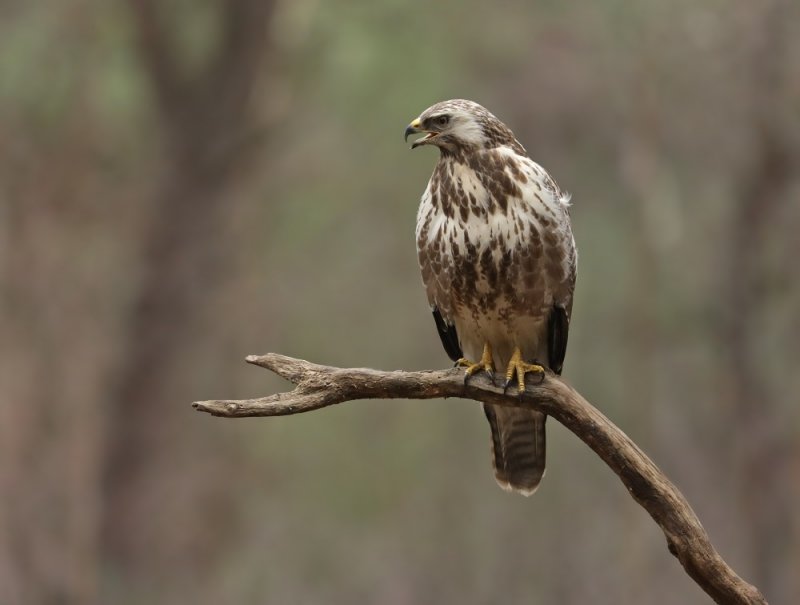 Buizerd / Common Buzzard