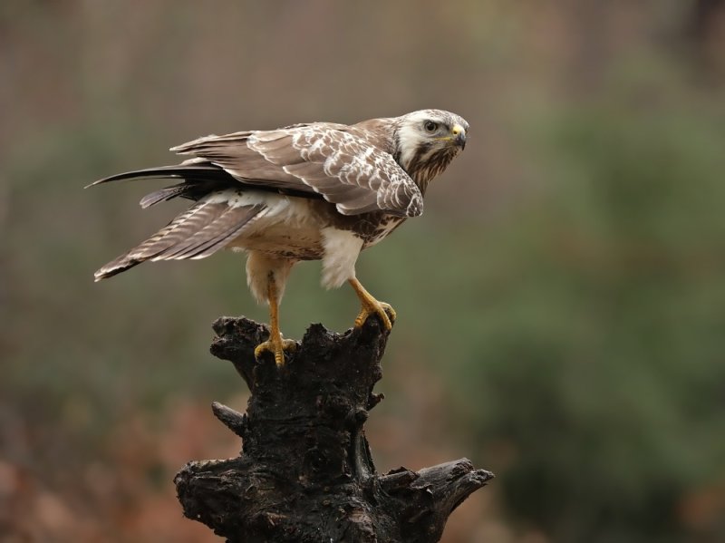 Buizerd / Common Buzzard