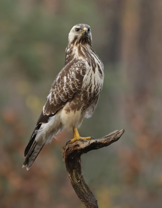 Buizerd / Common Buzzard