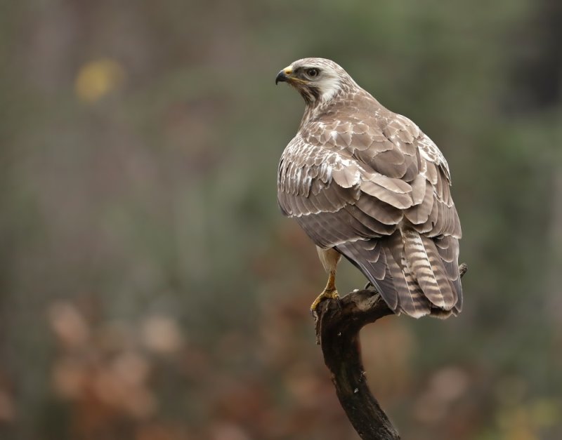 Buizerd / Common Buzzard