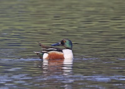 Slobeend / Northern Shoveler