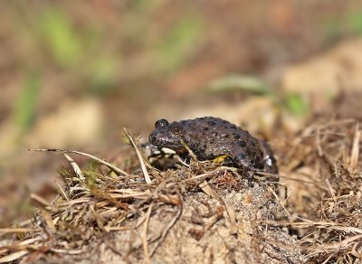 Geelbuikvuurpad / Yellow-bellied Toad