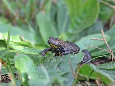 Geelbuikvuurpad / Yellow-bellied Toad