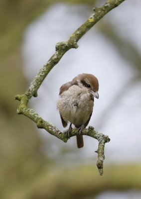 Bruine Klauwier / Brown Shrike