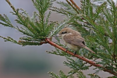 Bruine Klauwier / Brown Shrike