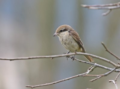 Bruine Klauwier / Brown Shrike