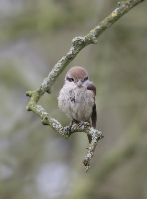 Bruine Klauwier / Brown Shrike