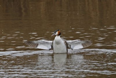 Fuut / Great Crested Grebe