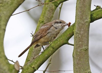 Bruine Klauwier / Brown Shrike