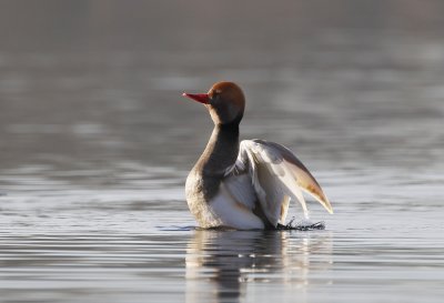 Krooneend / Red-crested Pochard