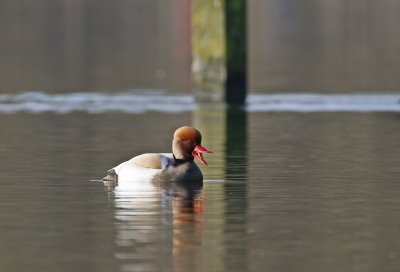 Krooneend / Red-crested Pochard