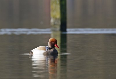 Krooneend / Red-crested Pochard