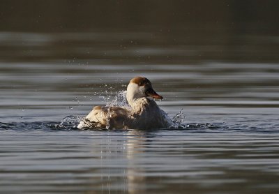 Krooneend / Red-crested Pochard