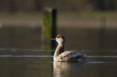 Krooneend / Red-crested Pochard