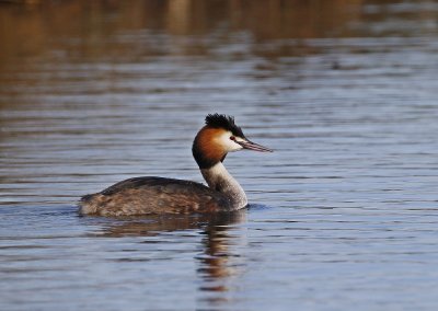 Fuut / Great Crested Grebe