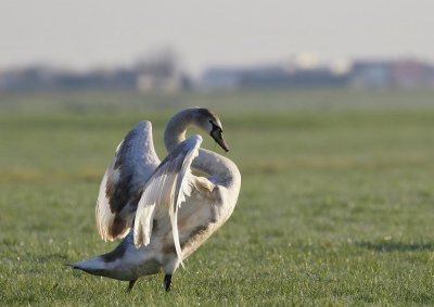Knobbelzwaan / Mute Swan