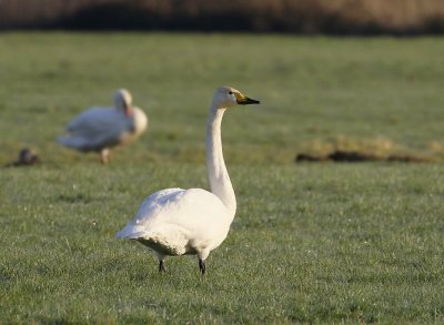 Wilde Zwaan / Whooper Swan