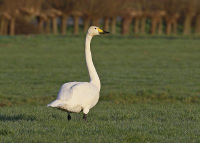 Wilde Zwaan / Whooper Swan