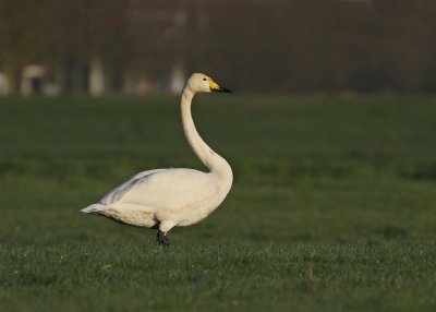 Wilde Zwaan / Whooper Swan