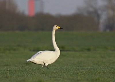 Wilde Zwaan / Whooper Swan