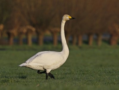 Wilde Zwaan / Whooper Swan