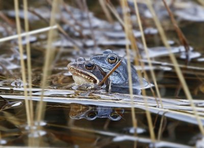 Heikikker / Moor Frog