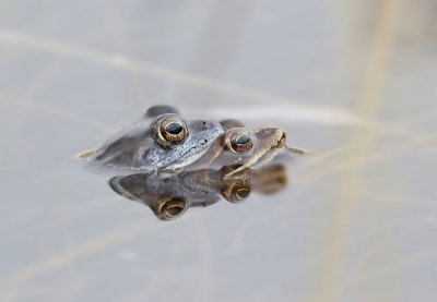 Heikikker / Moor Frog