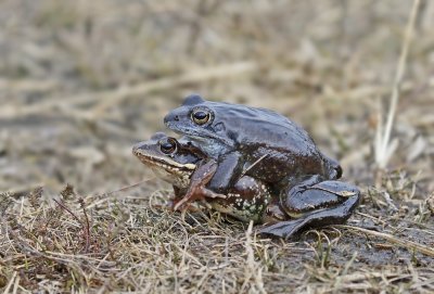 Heikikker / Moor Frog