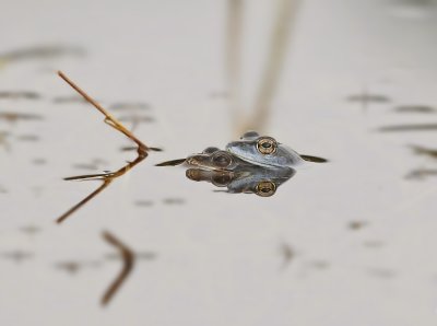 Heikikker / Moor Frog