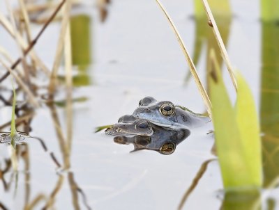 Heikikker / Moor Frog