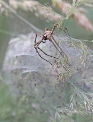 Kraamwebspin / Nursery Web Spider