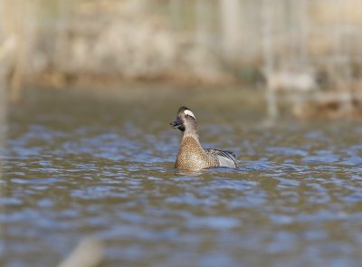 Zomertaling / Garganey