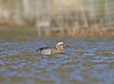 Zomertaling / Garganey