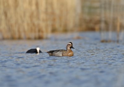 Zomertaling / Garganey