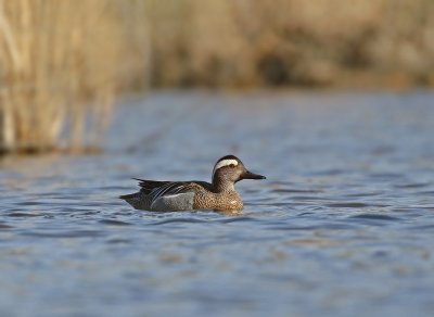 Zomertaling / Garganey