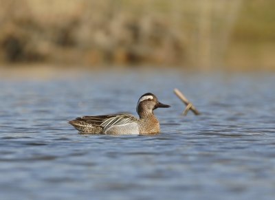 Zomertaling / Garganey