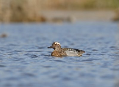 Zomertaling / Garganey